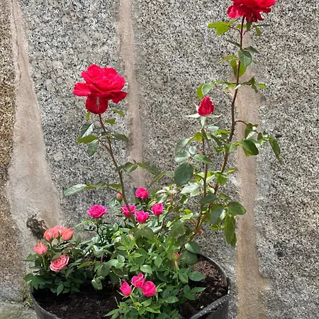 Casa La Oveja Negra, Con Piscina * Padrenda